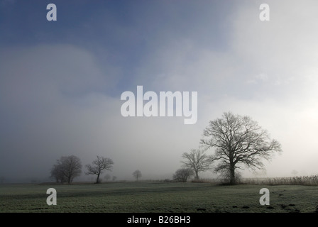 Arbres sans feuilles de chêne dans le brouillard, Bad Feilnbach, Upper Bavaria, Bavaria, Germany Banque D'Images