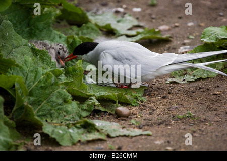 Sterne arctique garde ses poussins dans Iles Farne Northumberland. Banque D'Images