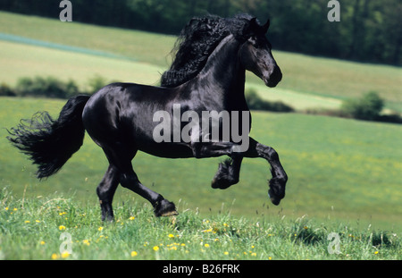Cheval frison (Equus caballus), étalon en galop sur un pré Banque D'Images