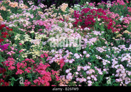 Phlox drummondii Fantasy Banque D'Images