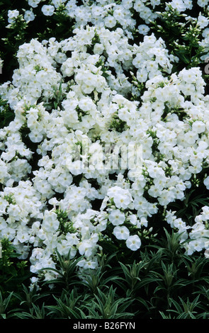 Phlox paniculata Snow Hare Banque D'Images