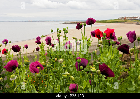 Belle vue sur mer avec des coquelicots poussant sur mer Banque D'Images