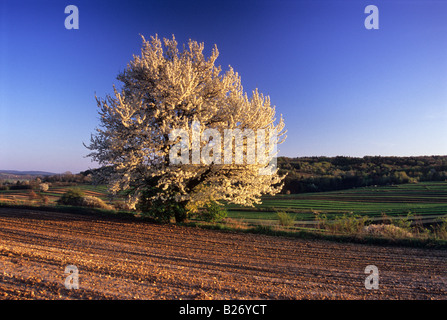 Cerisier en fleur champ sol Loess Banque D'Images