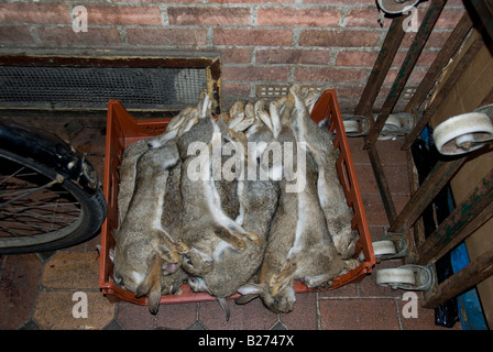 En regardant un casier de lapins morts en dehors de boucherie, Marché couvert d'Oxford, Angleterre Banque D'Images