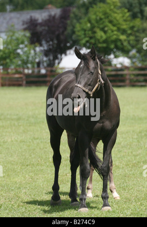 Mare poussant hors de sa langue maternelle dans un enclos sur un haras de chevaux de course dans le Suffolk www.georgeimpeyphotographer.co.uk Banque D'Images