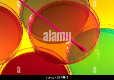 Milieux de culture multicolores dans des boîtes de Petri Banque D'Images