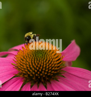 Libre d'une politique commune de l'Est de bourdons (Bombus impatiens) se nourrissent d'une l'échinacée (Echinacea purpurea). Banque D'Images