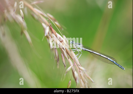 Platycnemis pennipes. White-Legged libellule Banque D'Images