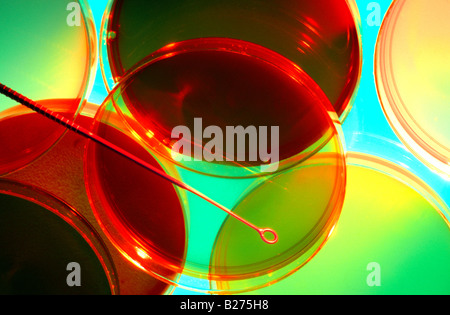 Milieux de culture multicolores dans des boîtes de Petri Banque D'Images