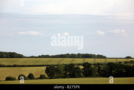 De plus en plus de la récolte de blé dans la région de Thurlow, East Anglia Suffolk légende locale georgeimpeyphotographer www co uk Banque D'Images