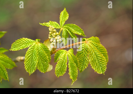 Feuilles et fleurs marron d'apparaître au début du printemps Banque D'Images