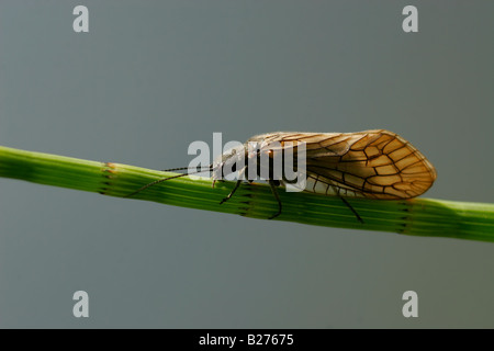 Alderfly. Banque D'Images