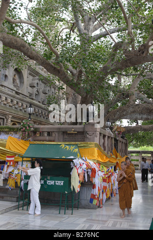 Un des moines bouddhistes prient en vertu de l'arbre de Bodhi à Bodhgaya, Etat du Bihar, Inde. Banque D'Images