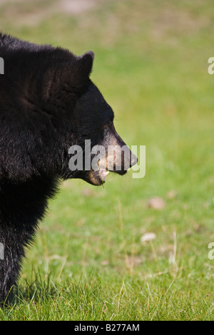 Tête d'un Ours noir Ursus americanus - Banque D'Images