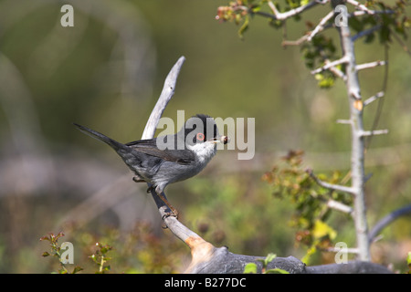 Fauvette sarde Sylvia melanocephala homme perché sur une branche avec de la nourriture près de Skala, Lesbos, Grèce en avril. Banque D'Images
