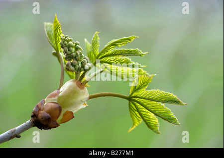 Feuilles et fleurs marron d'apparaître au début du printemps Banque D'Images