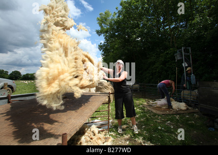 Sheap cisaillez un travailleur agricole de rouleaux sur la laine d'un mouton sur une table pliante pendant le cisaillement Banque D'Images