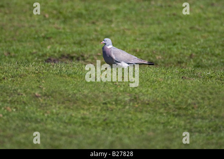 Bois commun - Pigeon Columba palumbus Banque D'Images