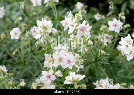 GERANIUM PRATENSE PLÉNUM ALBUM DE MARWOOD HILL GARDENS NORTH DEVON Banque D'Images