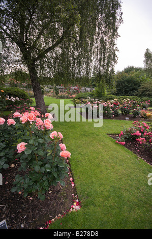 Jardin de roses dans Dixon Road, Belfast Banque D'Images