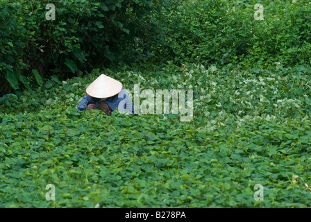 Agricultrice vietnamiens travaillant sur son lopin de terre Banque D'Images