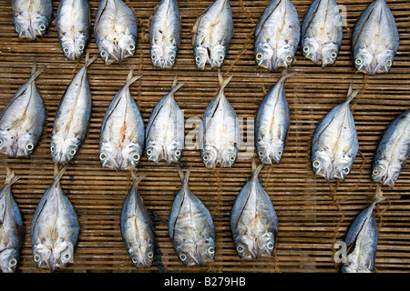 Tuyo, ou du poisson séché, est mis à sécher sur un tapis de bambou dans Mansalay, Mindoro oriental, Philippines. Banque D'Images