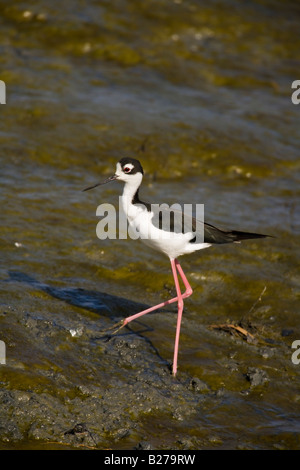 Black-necked Stilt Banque D'Images