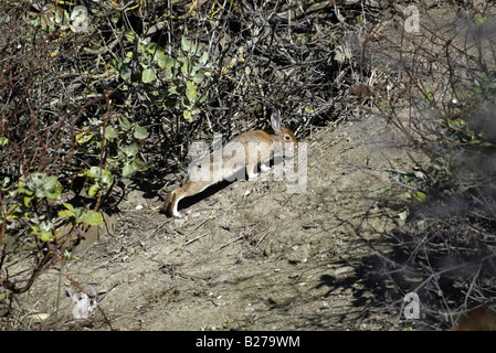 Adulte California Brush Lapin Foraging Au Pinceau À Don Edwards San Francisco Bay National Wildlife Refuge Banque D'Images