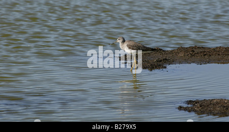 Pilotez Sandpiper à gué dans les eaux de la réserve naturelle nationale Don Edwards de la baie de San Francisco Banque D'Images