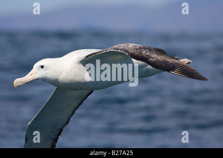 L'Albatros de Gibson (Diomedea exulans gibsoni) en vol Banque D'Images