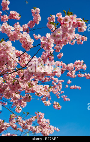 Cerisiers en pleine floraison Banque D'Images