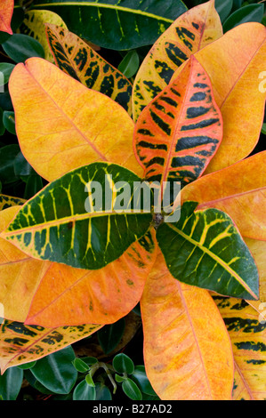 Les feuilles tropicales. Codiaeum variegatum Banque D'Images