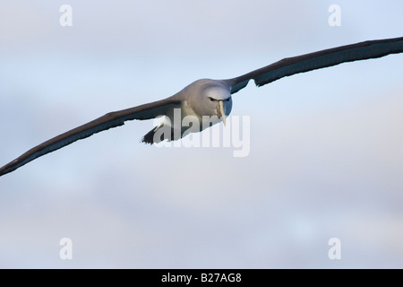 De l'albatros de Salvin (Thalassarche cauta salvini) en vol Banque D'Images