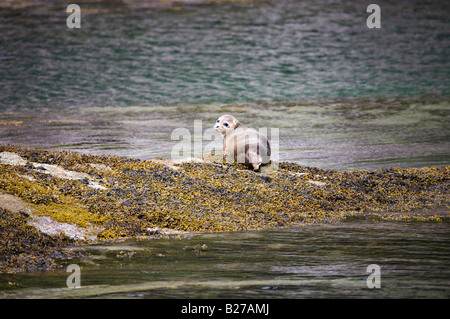 Phoque gris de l'Atlantique près de Ullapool, Ecosse Banque D'Images