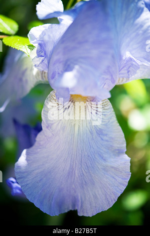 Iris germanica Jane Phillips Banque D'Images