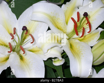 Casablanca lillies cultiver en pot dans un jardin biologique Banque D'Images