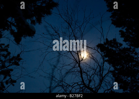 La lune qui brille derrière les branches de pins et de bouleaux crée une humeur maussade Banque D'Images