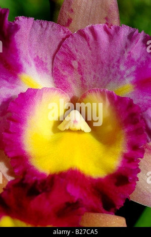 Fleur jaune et magenta d'orchidée Cattleya Otaara . Banque D'Images