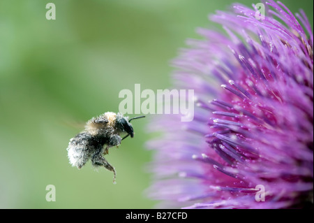 Couvert de pollen Bumblebee landing sur un chardon de coton dans la campagne anglaise. UK Banque D'Images