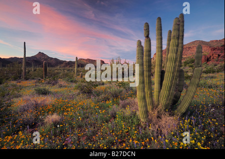 En Fleur du désert au coucher du soleil avec tuyau d'or Lupin Pavot cactus Saguaro Cactus tuyau d'Organe National Monument Arizona Banque D'Images