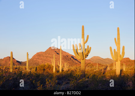 Le lever du soleil dans le désert de Sonoran avec Saguaro Cactus Carnegiea gigantea Organ Pipe Cactus National Monument Arizona USA Mars 2008 Banque D'Images