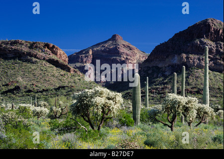 Saguaro Cactus désert avec Carnegiea gigantea Teddy Bear Cholla Cactus (Cactus tuyau d'Organe National Monument Arizona USA Mars Banque D'Images