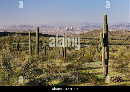 Ville de Phoenix et le désert en fleurs avec cactus Saguaro Carnegiea gigantea South Mountain Park Phoenix Arizona USA Mars 2008 Banque D'Images