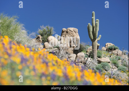 En Fleur du désert mexicain avec du pavot d'or Lupin Saguaro Cactus désert Forêt nationale de Tonto Bartlett Lake Mars Arizona USA Banque D'Images