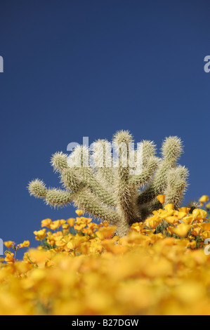 Teddy Bear Cholla Cactus dans domaine de la Mexican Gold Poppy Forêt nationale de Tonto Bartlett Lake Mars Arizona USA Banque D'Images