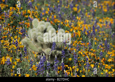 Teddy Bear Cholla Cactus dans domaine de l'or mexicain et pavot Lupin désert Forêt nationale de Tonto Bartlett Lake Mars Arizona USA Banque D'Images