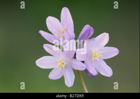 Dicks bleu jacinthe sauvage Dicholestema capitatum blossom Organ Pipe Cactus National Monument Arizona USA Mars 2008 Banque D'Images