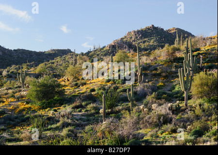 En Fleur du désert mexicain avec Gold Poppy Saguaro Cactus Forêt nationale de Tonto Bartlett Lake Mars Arizona USA Banque D'Images