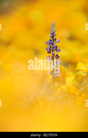 Domaine de lupin dans le désert d'or en fleurs de pavot mexicain de la Forêt Nationale de Tonto Bartlett Lake Arizona USA Banque D'Images