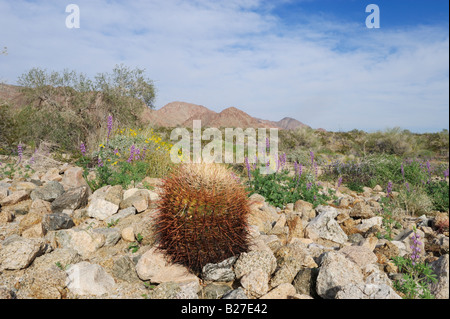 Désert avec Cactus Ferocactus wislizenii fourreau Arizona Lupin densiflore Lupinus arizonicus Joshua Tree National Park California USA Banque D'Images